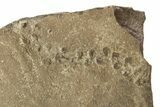 Cruziana (Fossil Trilobite Trackway) - Morocco #251785-1